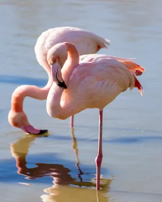 image de flamant rose