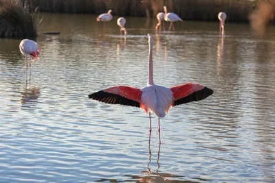 image de fe flamant rose