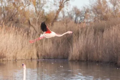 image de flamant rose