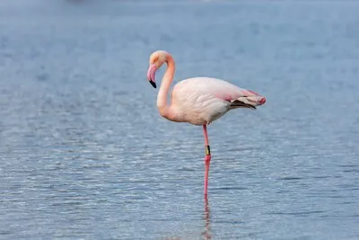 image de fe flamant rose