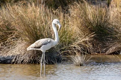 image de flamant rose