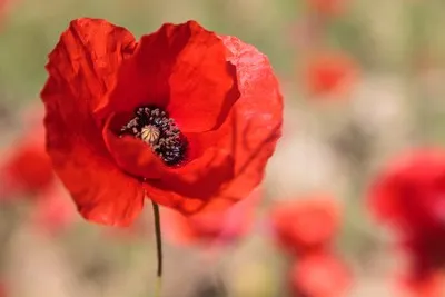 image de fleurs