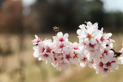 image de fe fleurs