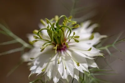 image de fleurs