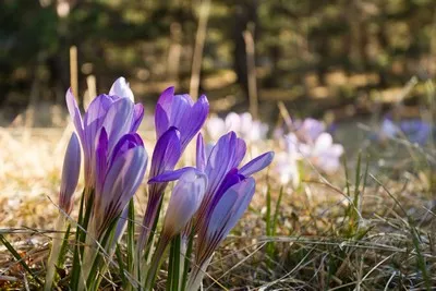 image de fe fleurs