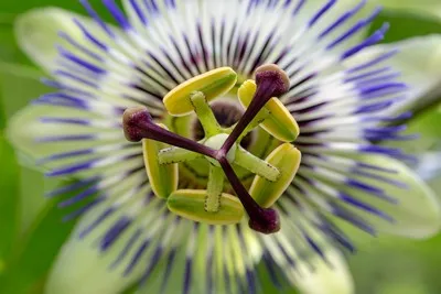 image de fleurs