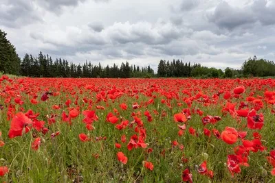 image de fleurs