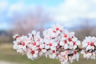 image de fe fleurs