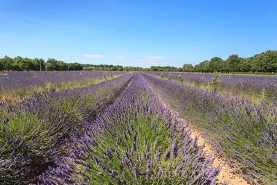 image de champs de lavande