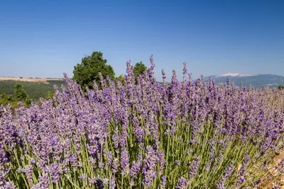 image de champs de lavande